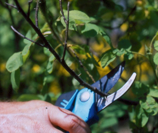 Learn about How to: Maintenance Pruning 